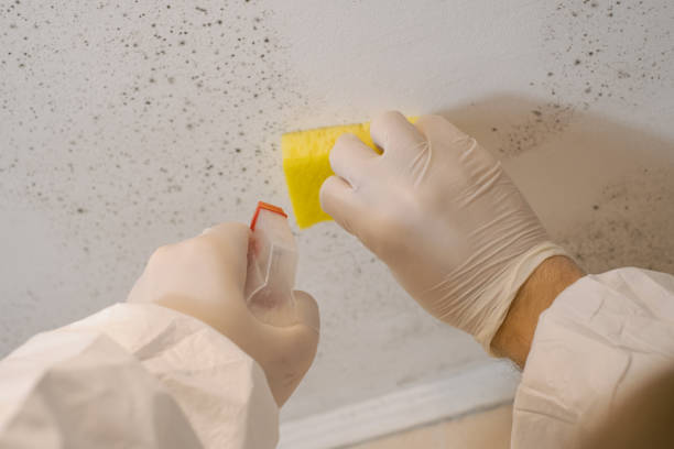 Best Mold Damage Restoration  in Pioche, NV